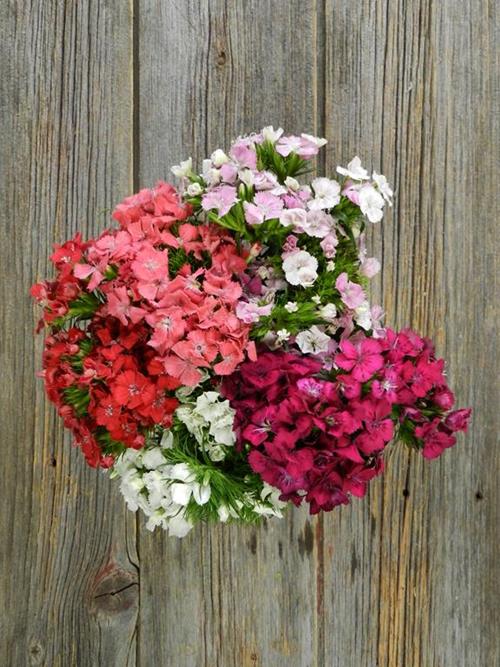 GYPSY  ASSORTED DIANTHUS